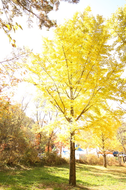 은행나무,은행잎,노란색,가을단풍,가을,가을,계절,fall,autumn,season,식물,자연,plants,nature,나무,trees,wood,tree,plant