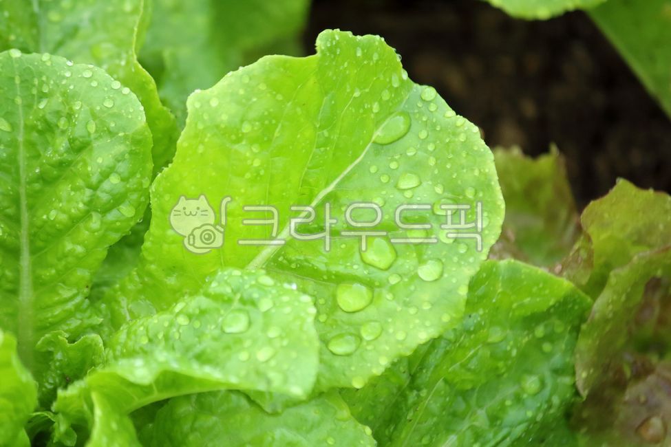 식물, 상추, lettuce, food, vegetable, 사진,이미지,일러스트,캘리그라피 - benjamin작가