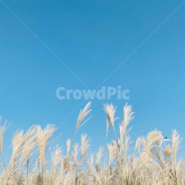 억새,가을,하늘,가을하늘,갈대,plant,식물,fall,sky,bluesky