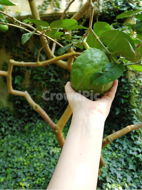 plant,식물,fruit,과일,food,음식,감귤류과일,citrusfruit,그레이프프루트,손,팔
