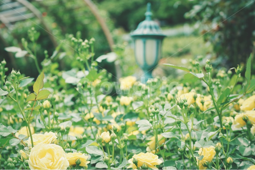 장미,rose,꽃,flower,봄,spring,식물,자연,plants,nature,꽃,flower,감성,sensible,feeling