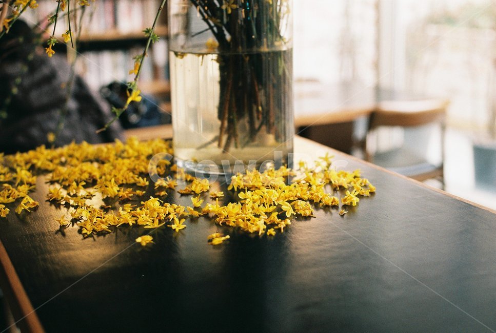 꽃,통유리,노랑꽃,노란꽃,책,서재,필름사진,실내용화초,화분,화초,house plant,감성,sensible,feeling