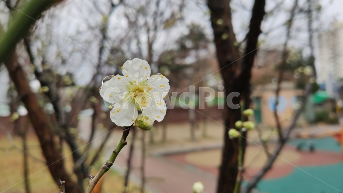 매화,매실나무,매화나무,plum,청매화,prunusmume,매화꽃,plant,식물,flower,blossom,꽃