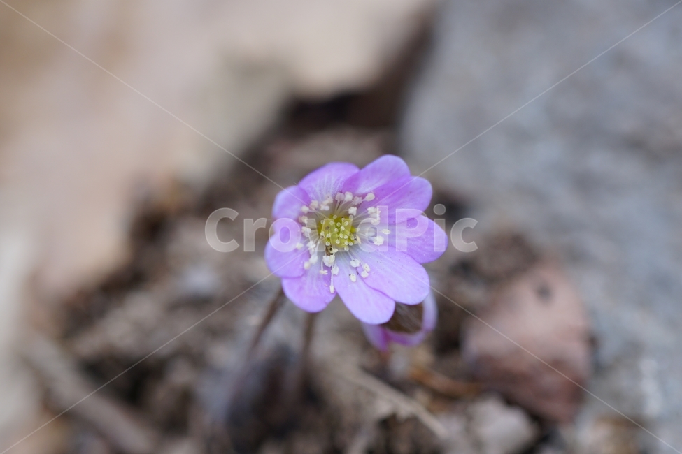 노루귀,수리산,꽃,자연,산,봄,식물,자연,plants,nature,꽃,flower