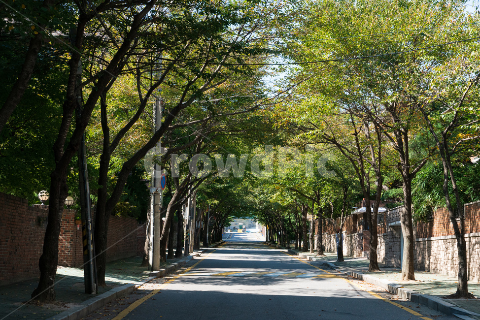 가로수,도로,나무,풍경,야외,경치,나뭇잎,벽돌,녹색,가을,그림자,깨끗한,한적한,조용한,하늘,자연,풍경,nature,landscape,outdoors,옥외,garden,정원,arbour,정자,plant,식물,tree