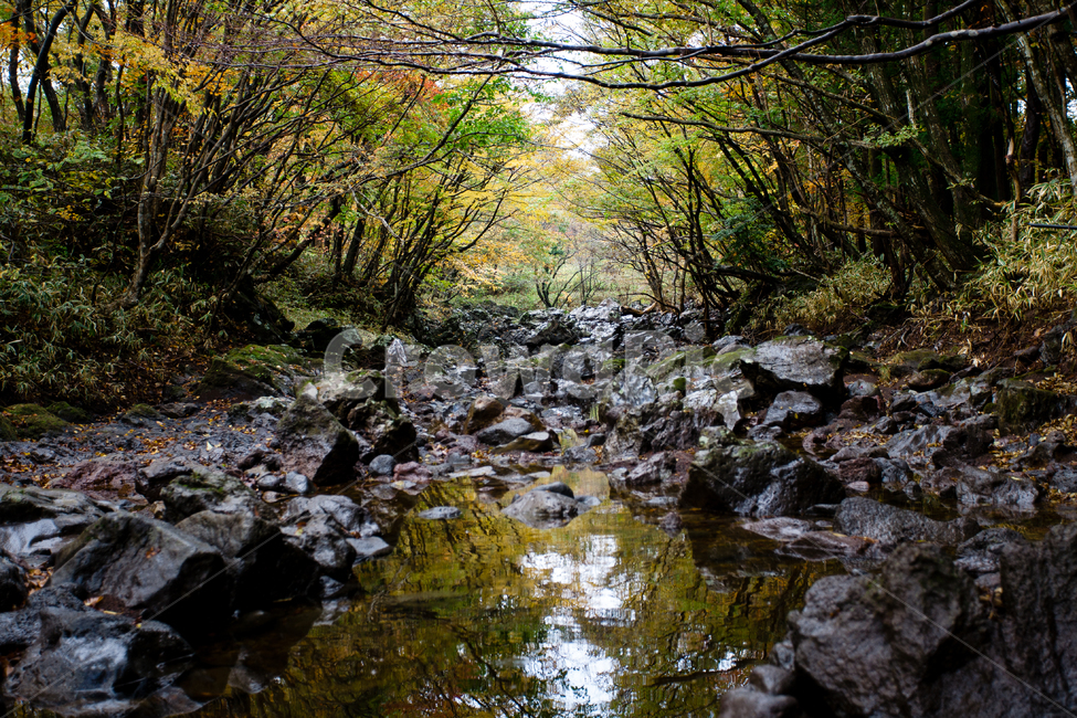 water,물,nature,자연,계곡,제주,단풍,자연,풍경,nature,landscape