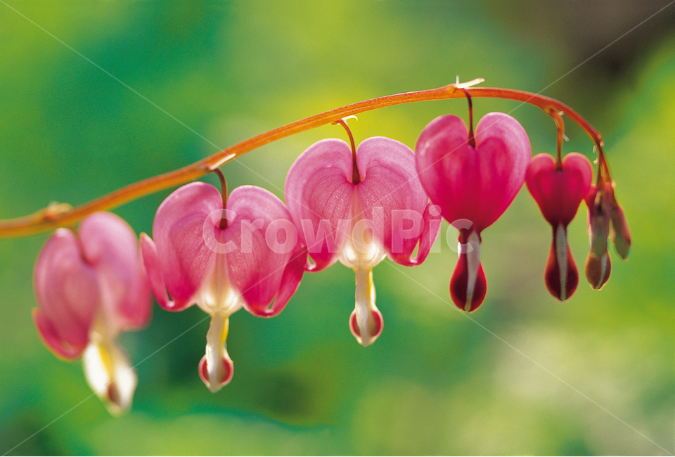 spring,spring flowers,season,bleeding heart,red flower