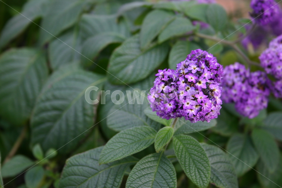 beauty,flora,freshness,branch,spring,beautiful,leaves,bloom,season,natural,violet,tree,bouquet,Botanical garden,lush,closeup,plant,forest,pine,fruit,isolated,hydrangea,agriculture,lilac,petal,grass,twig,herb,organic,macro,green,blossom,nature,leaf,flower,