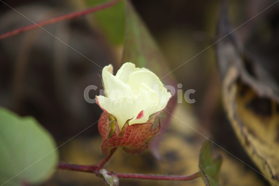 꽃,목화,식물,아욱과,cotton,식물,자연,plants,nature,꽃,flower