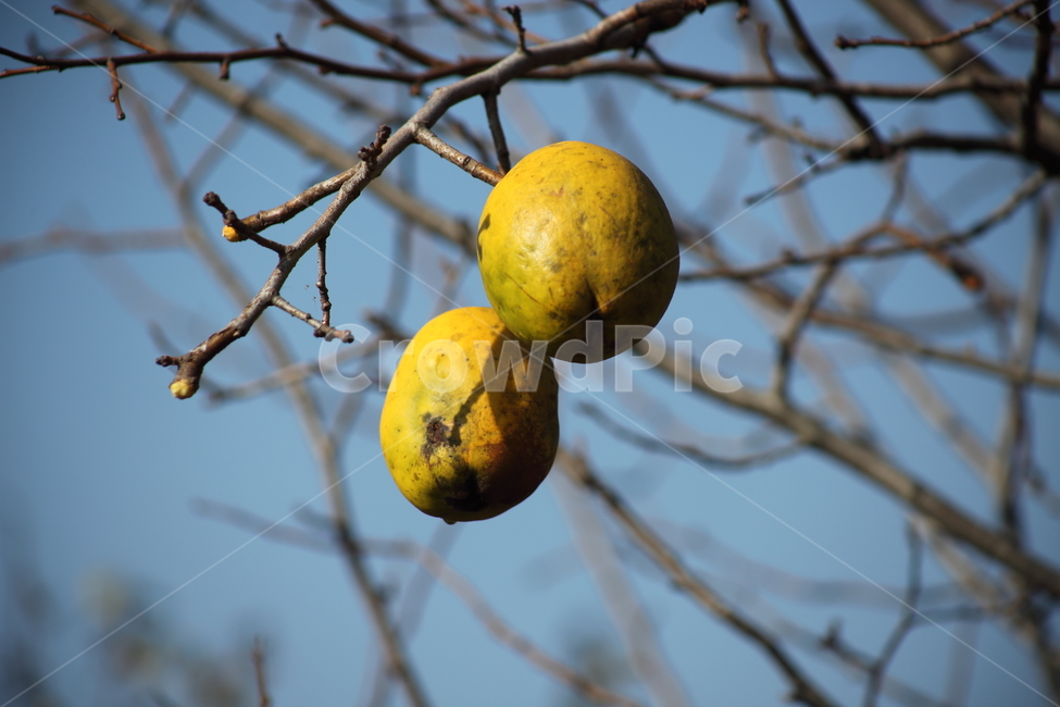 모과,열매,약용식물,모과나무,chinesequince,과일,열매,fruit