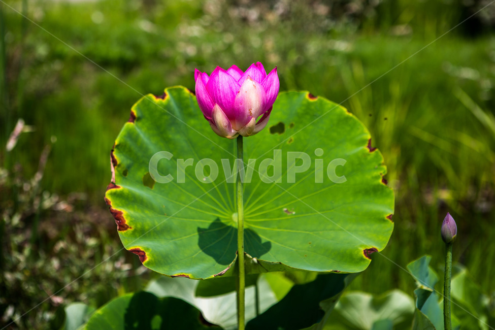 연꽃,연잎,그림자,문양,무늬,식물,자연,plants,nature,꽃,flower