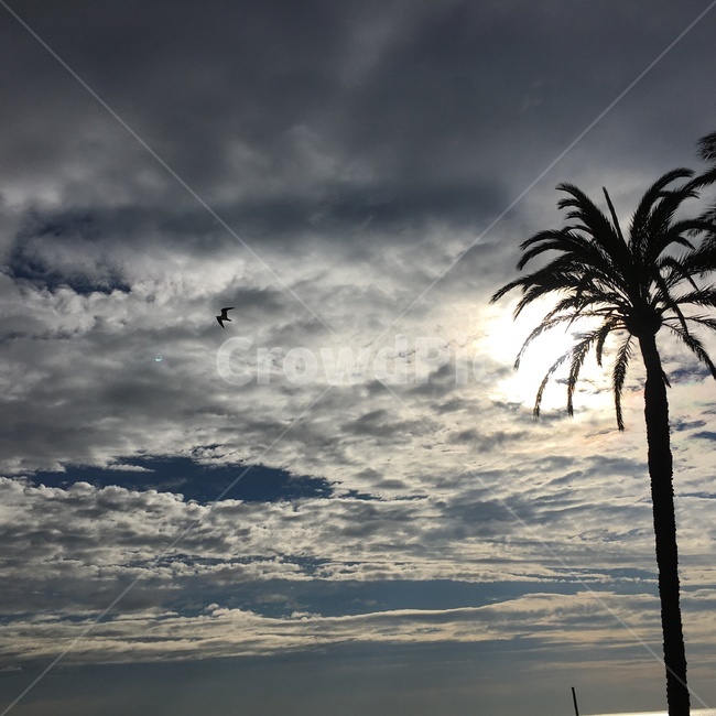 tree,palmtree,야자수,arecaceae,식물