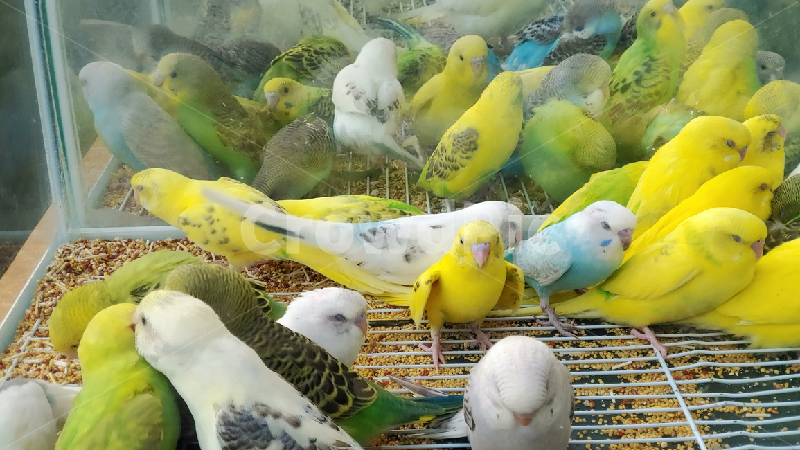 새,애완조,앵무새,동물,bird,animal,애완용,조류,취미,hobby,애완동물,작은새,관상용,관상조,잉꼬,동물,animal,조류,새,birds