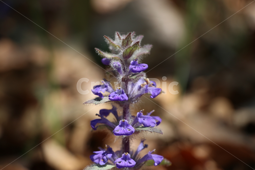 야생화,봄,꽃,wildflower,spring