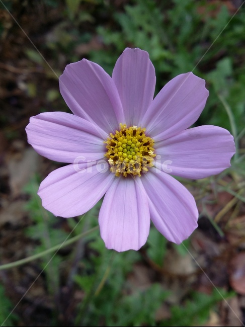 plant,식물,flower,꽃,자연,식물,자연,plants,nature,꽃,flower