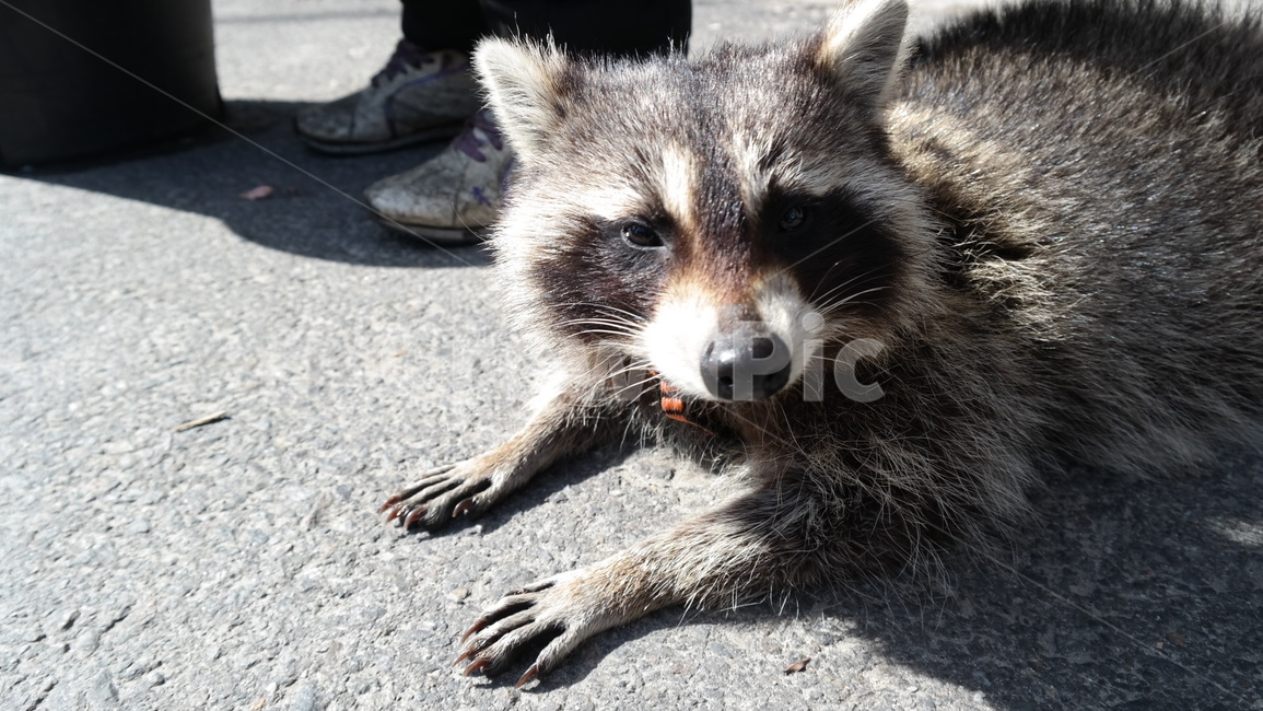 racoon,너구리,동물,털,발,라쿤,animal,날카로움,갈색,포유류