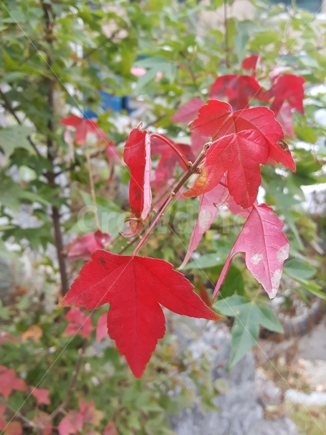 식물,단풍,빨강,가을,감성,가을,계절,fall,autumn,season,식물,자연,plants,nature,plant,leaf,잎,tree,나무,maple