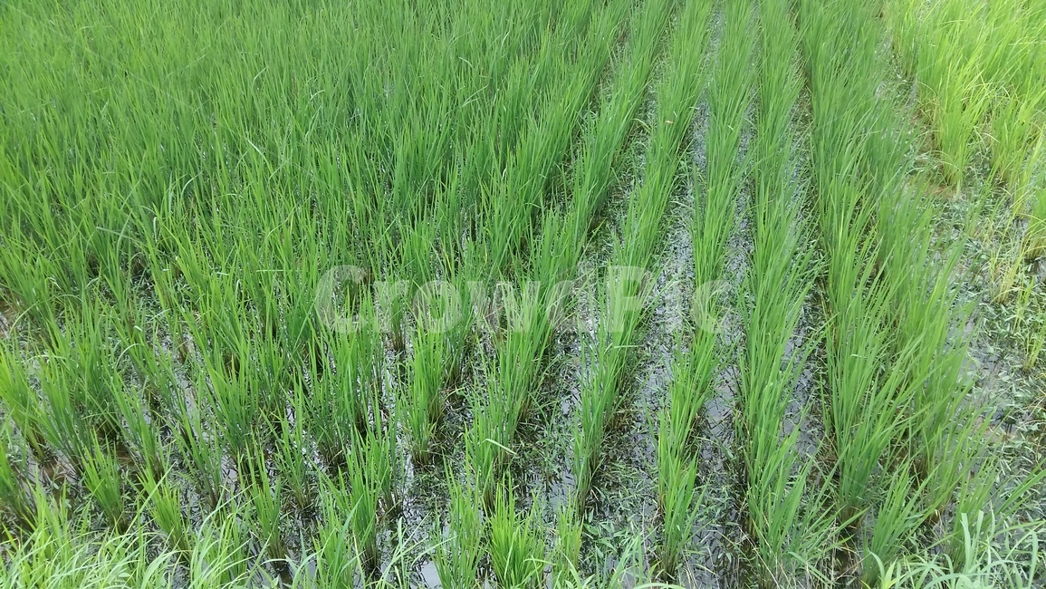 논,벼,논농사,논풍경,벼농사,산업,industry,industrial,농업,농사,agriculture,farming,farming industry