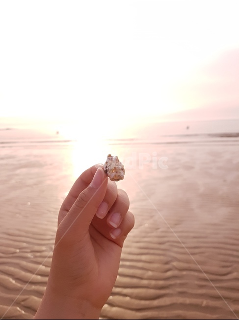 조개,바다,갯벌,행복,따스함,해변,바다,beach,sea