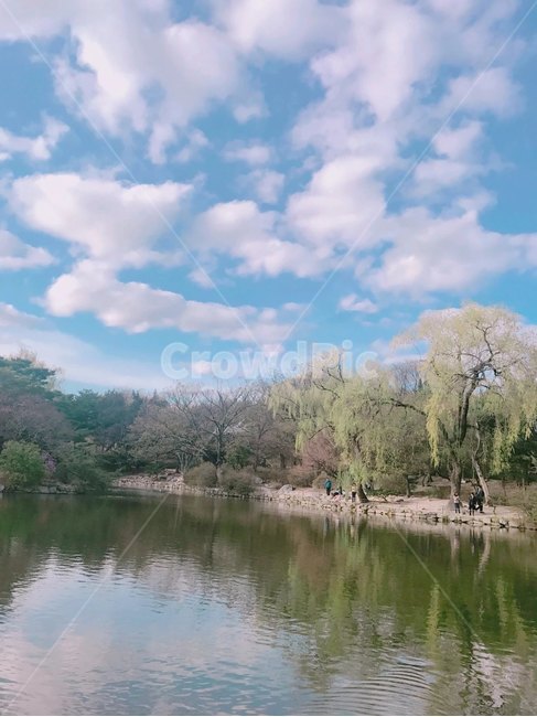 벚꽃,맑음,벚꽃나무,봄,자연