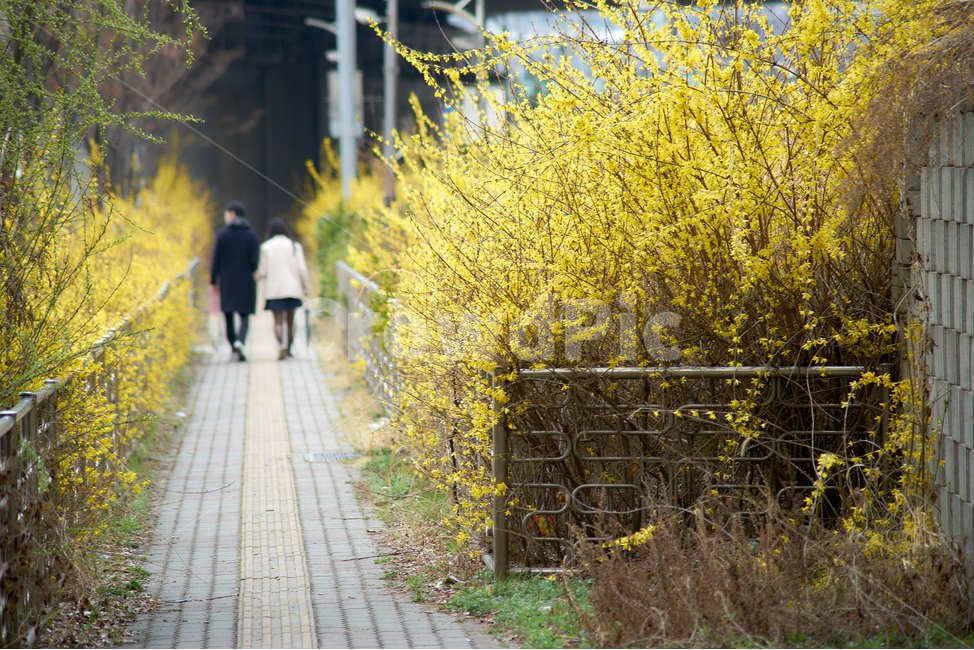 개나리,사랑,연인,봄,따스함,데이트,노란,봄,계절,spring,season,사람,인물,인간,human,person,연인,커플,사랑,lover,couple,path,통로,walking,보행,pedestrian,보행자