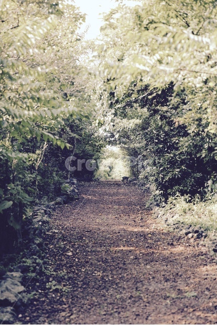 길,숲길,제주,탐방로,자연,봄,계절,spring,season,자연,풍경,nature,landscape,gravel,자갈,dirt road,흙길,road,도로,ground,바닥