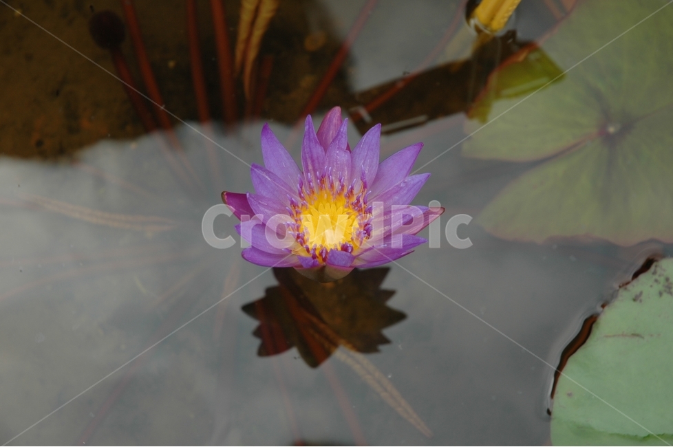 수련꽃,waterlily,자우련,수련채,수련,식물,자연,plants,nature,꽃,flower