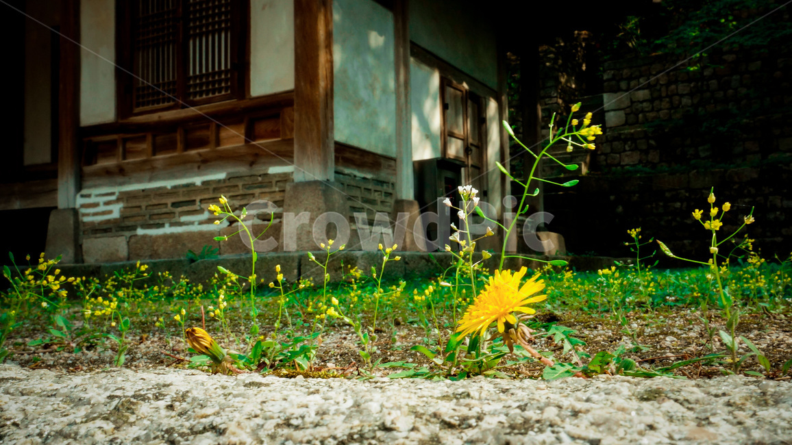 꽃,노란꽃,한옥,들꽃,flower,yellowflower,wildflower,식물,자연,plants,nature,꽃,flower