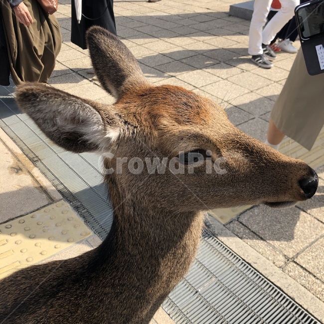 사슴,동물,animal,deer,포유류,자연,outdoor,nature