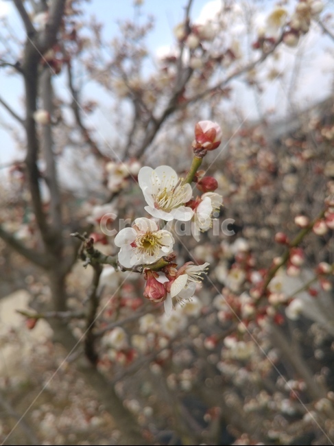 봄,꽃,꽃망울,매화,나무,봄,계절,spring,season,식물,자연,plants,nature,꽃,flower,plant,blossom
