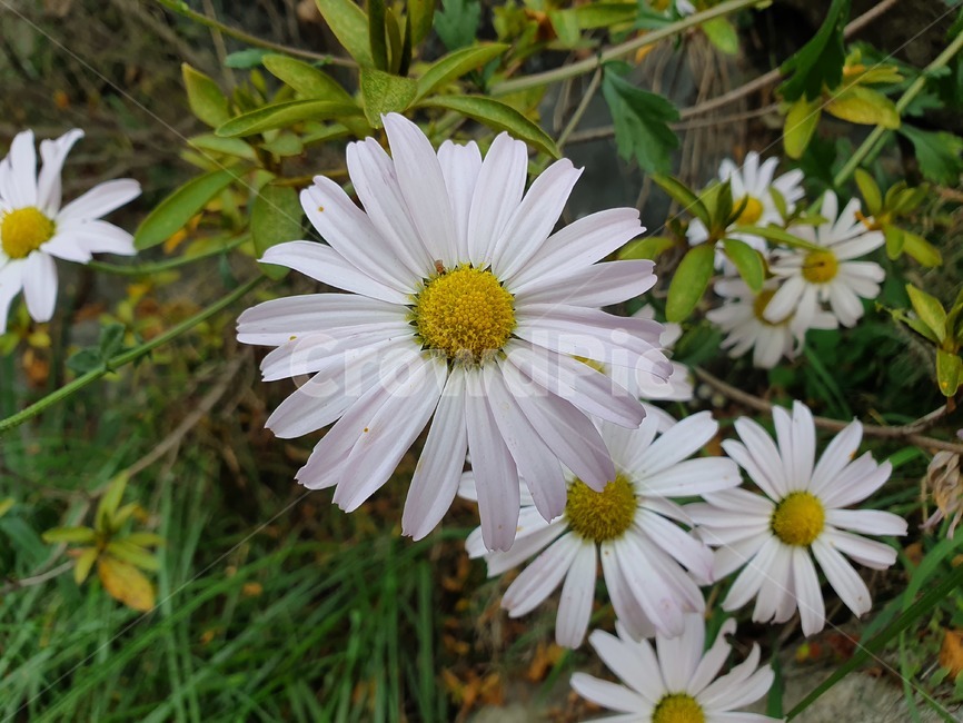 식물,plant,blossom,데이지,flower,꽃,daisy,식물,자연,plants,nature,꽃,flower