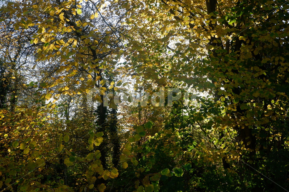 자연,가을,공원,단풍,나무,tree,plant,식물,leaf,잎