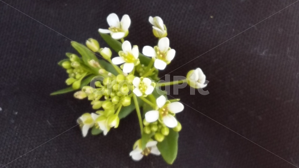 냉이,봄,꽃,냉이꽃,봄꽃,봄,계절,spring,season,식물,자연,plants,nature,꽃,flower,plant