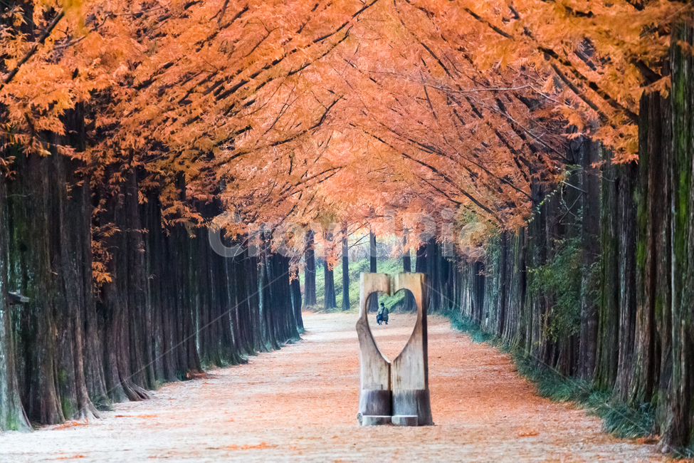 자연,풍경,단풍,담양,메타세쿼이아기로수길,가을,계절,fall,autumn,season,자연,풍경,nature,landscape,한국자연풍경,한국자연경관,korea nature landscape,식물,plants,나무,trees,wood,조각상,동상,석상,조형물,statue,bronze statue,stone statue,plant,tree,maple