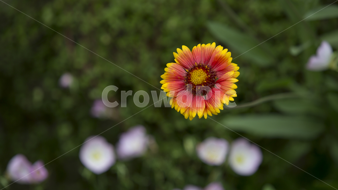 인디언국화,아름다움,행복,여름,화단,식물,자연,plants,nature,꽃,flower