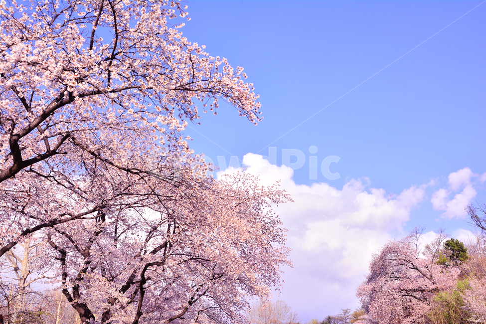 벚꽃,붐꽃,벚꽃축제,공원,시즌,계절,백그라운드,배경,바탕,spring,season,flowers,나무꽃,분홍색꽃,핑크색,pink,아름다운,화사한,화려한,예쁜,beautiful,background,3월,4월,꽃축제,체리블라썸,절정,만발,봄,계절,spring,season,자연,풍경,nature,landscape,plant,식물,blossom,꽃,cherry blossom,flower