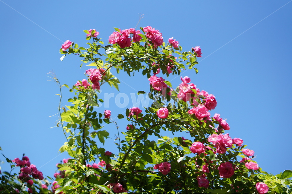 장미꽃,장미,핑크,풍경,5월,맑음,빛,식물,자연,plants,nature,꽃,flower