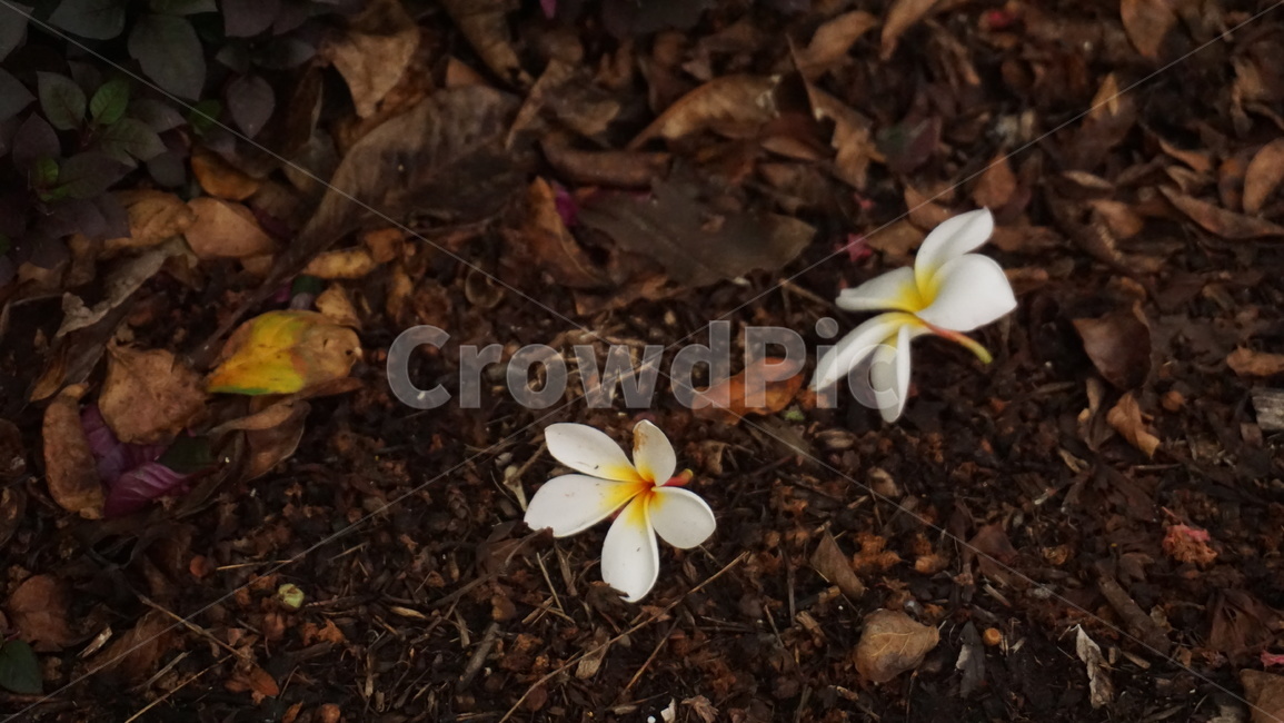 꽃,하얀꽃,낙엽,떨어진꽃,flowers,whiteflowers,fallenleaves,fallenflowers,식물,자연,plants,nature,꽃,flower