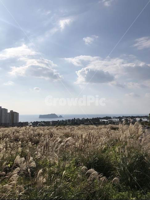 제주,서귀포,풍경,새끼섬,혁신도시,갈대,가을,제주도