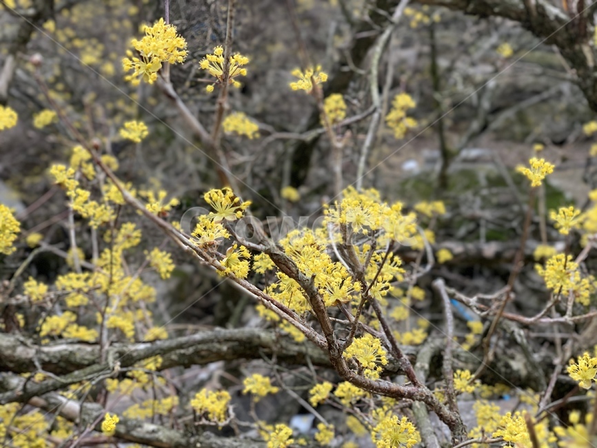 산수유,산수유축제,구례,꽃축제,봄축제