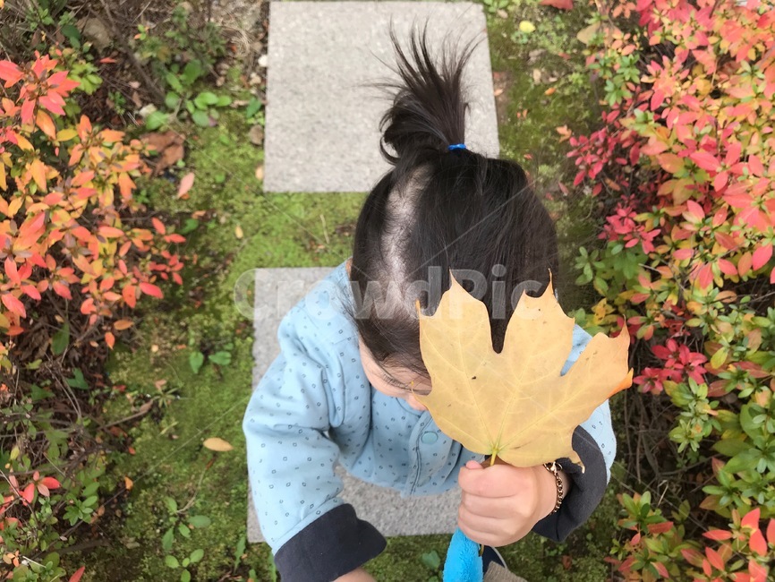 가을,낙엽,아이,겨울,어린이,단풍,인간,human,낙엽우산,우산,사람,plant,식물,leaf,잎,tree,나무,정원,garden,옥외,outdoors,사람,인물,인간,human,person,어린이,어린아이,child,children,kid