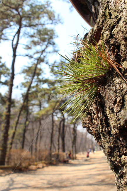 나무,자연,식물,산,소나무,봄,나무껍질,흙,땅,나무그림자,tree,nature,plant,mountain,pinetree,spring,bark,soil,land,treeshadow,식물,자연,plants,nature