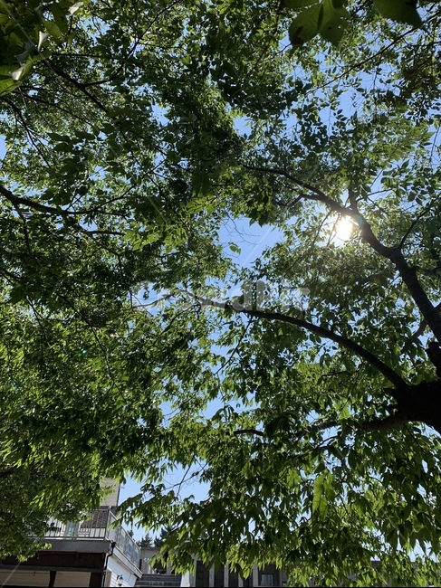 나무,빛,자연,초록,tree,식물,자연,풍경,nature,landscape,plant,light,flare,플레어,tree trunk,나무 줄기