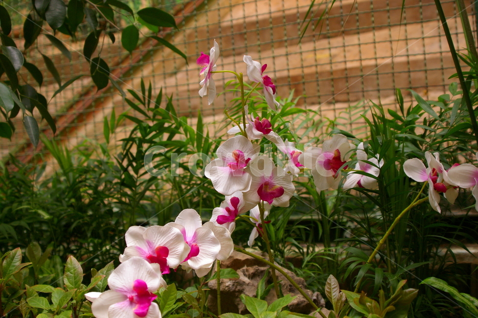 식물,꽃,plant,flower,blossom,식물,자연,plants,nature,꽃,flower