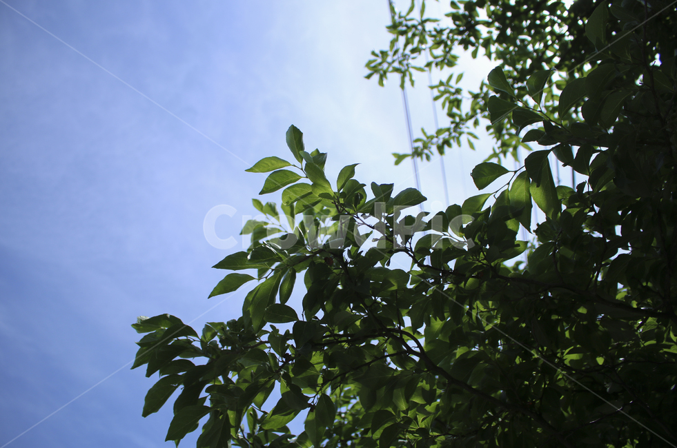 plant,식물,leaf,잎,하늘,sky,구름,cloud,초록,green,blue,파란