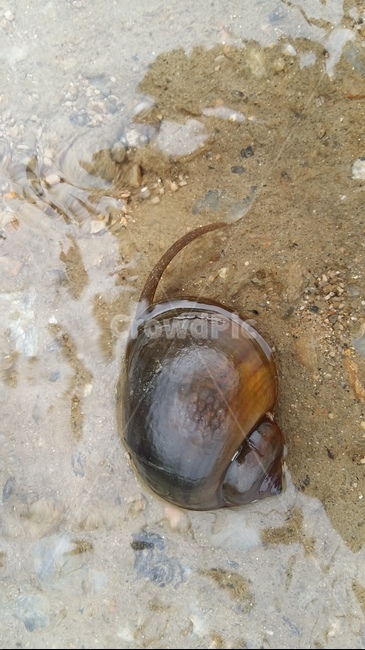 왕우렁이,우렁이,논생물,논,논생태,동물,animal