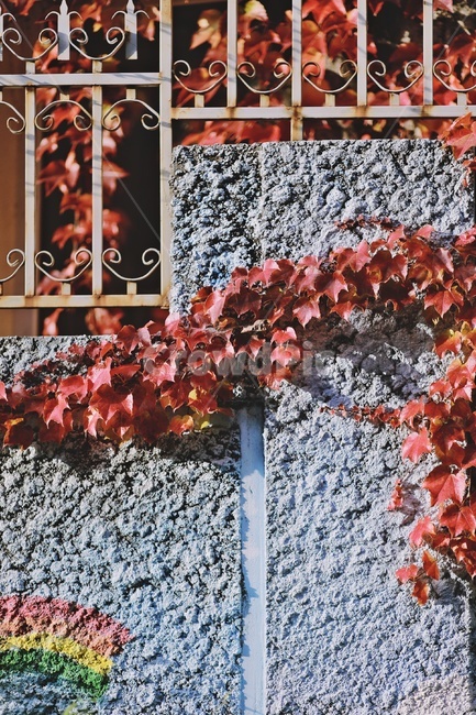 단풍잎,벽,단풍넝쿨,red,wall,maple,가을,계절,fall,autumn,season,plant,식물,leaf,잎
