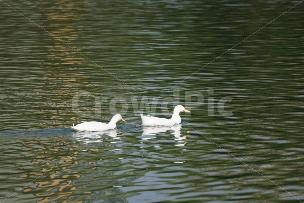 오리,백조,새,조류,동물,호수,강,자연,nature,bird,duck,lake,river,animal,헤엄,수영,swim,커플,swan,스완,물,water,물결,감성,감성사진,스냅,스냅사진,snap,snapshot,풍경,landscape,고니,한국자연,korea,석촌호수,서울,seoul,코리아,오리가족,couple,동물,animal,조류,새,birds