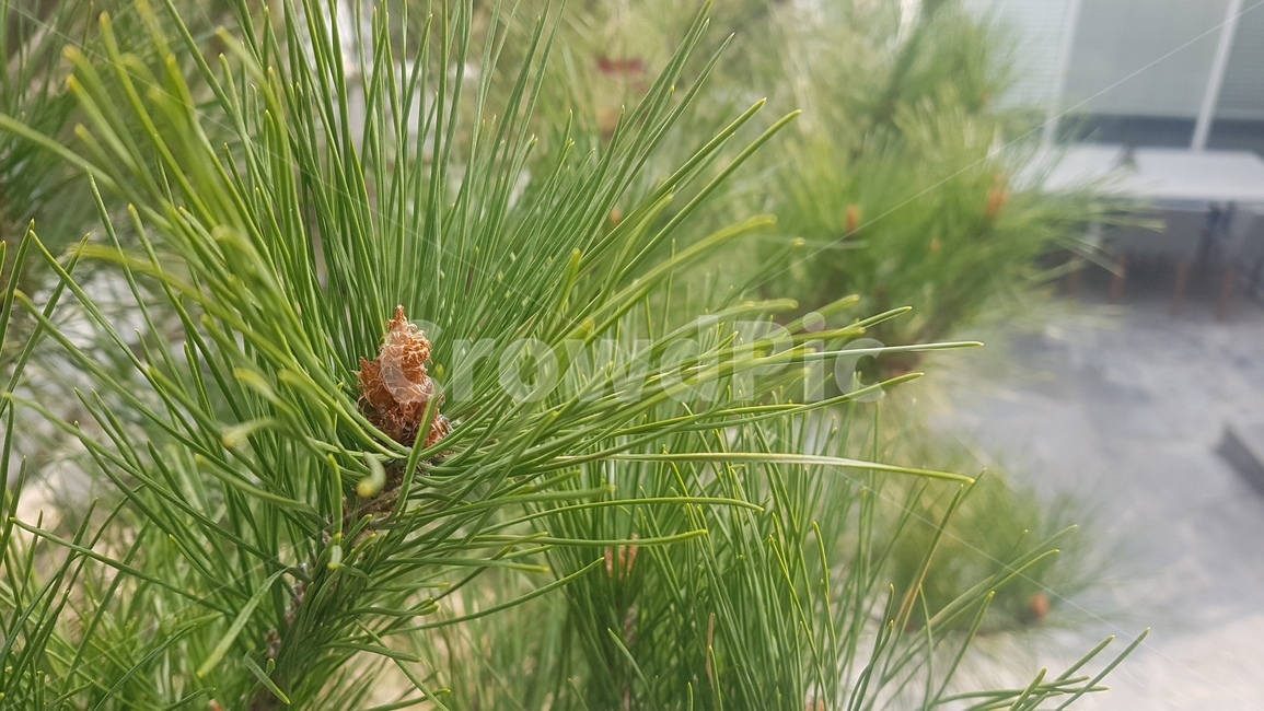 초록,솔잎,침엽수,휴식,자연,식물,자연,plants,nature