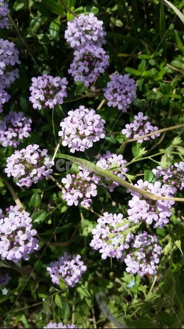 봄,보라색꽃,연보라,풀,봄날,봄날,봄꽃,만개한,만개,작은꽃,spring,blossom,purple,small,tiny,flower,plant,식물,springday,정원,화단,purpleflower